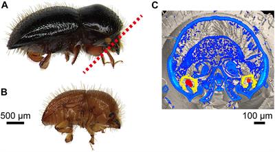 Novel Symbiotic Association Between Euwallacea <mark class="highlighted">Ambrosia Beetle</mark> and Fusarium Fungus on Fig Trees in Japan